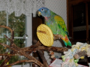 My parrot, Aida, who loves her Eggo waffles.